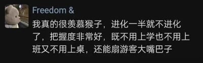 这是一张社交媒体聊天记录截图，左上角是一个平静的卡通小熊头像，对应的账号昵称是“Freedom &”，下方配有一段充满自嘲感的文字：“我真的很羡慕猴子，进化一半就不进化了，把握度非常好，既不用上学也不用上班又不用上桌，还能扇游客大嘴巴子”。这段文字以调侃猴子的“自在生活”为切入点，幽默吐槽了当代人被学业、工作束缚的无奈处境，接地气的表达容易引发网友共鸣。