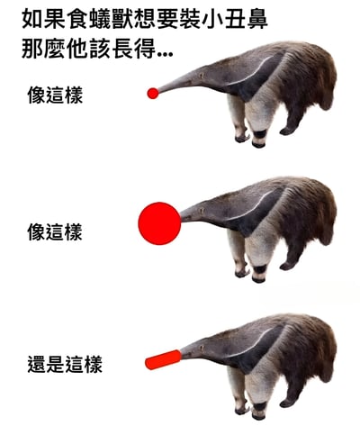 這是一張搞笑對比圖，展示了食蟻獸裝小丑鼻的三種不同方式。圖片上方文字寫著「如果食蟻獸想要裝小丑鼻 那麼他該長得...」，下方分三組展示了食蟻獸分別裝上小紅球鼻、大紅球鼻和紅色圓錐鼻的效果，每組旁邊分別標註「像這樣」、「像這樣」和「還是這樣」。通過誇張的鼻子設計與食蟻獸本身長鼻特徵的有趣結合製造笑點。