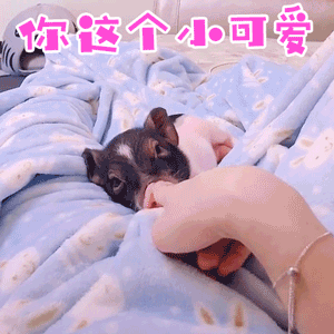 小奶狗被摸鼻子的可爱瞬间