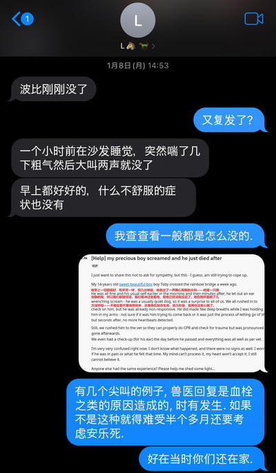 这是一张聊天记录截图，显示两名用户就宠物波比的突然离世进行对话。用户1告知波比一个小时前在沙发睡觉时突然喘粗气、大叫后离世，早上还无异常症状。用户2询问是否复发，随后查询相关信息并回复可能是血栓导致，提及此类情况时有发生，若不是则可能需考虑安乐死，并庆幸当时主人在家。图中还包含一段英文文字，详细描述了另一只宠物Toby一周前离世及Bobi当天突然死亡的经过，表达了主人的困惑与悲痛。