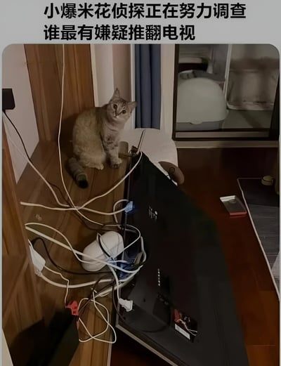 一只灰色猫咪坐在木质架子上，旁边是一台倒地的黑色电视，周围散落着凌乱的电线。图片上方配有文字“小爆米花侦探正在努力调查谁最有嫌疑推翻电视”，将猫咪拟人化为侦探，幽默地暗示它可能与电视被推翻有关。猫咪抬头张望的好奇表情与“侦探调查”的设定形成有趣反差，展现了宠物日常的搞笑瞬间。