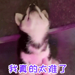 小奶狗仰头叹气：我真的太难了