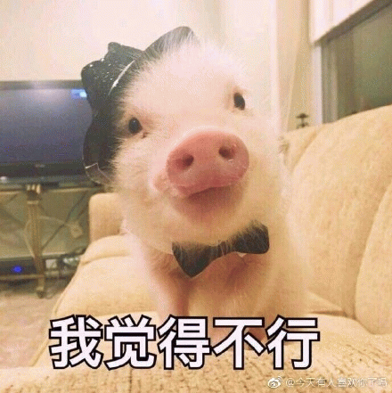 戴领结的小猪说'我觉得不行'