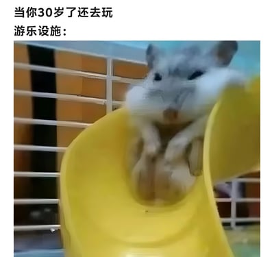 这张梗图上方配有文字'当你30岁了还去玩游乐设施:',下方是一张真实拍摄的龙猫照片。龙猫身处黄色仓鼠轮中,表情显得有些茫然和呆萌,仿佛刚经历了快速旋转后的状态。图片通过将成年人玩游乐设施的场景与龙猫在轮中旋转后的呆萌样子类比,制造出幽默效果,表达了一种虽然年龄增长但仍保持童心的无奈又好笑的情绪。
