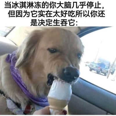 这是一张充满趣味的网络表情包，上方配有文字“当冰淇淋冻的你大脑几乎停止，但因为它实在太好吃所以你还是决定生吞它：”，图中主体是一只戴着紫色围巾的金毛犬，它坐在车内，面部因为冰淇淋的冰冷刺激而皱起，表情看起来既痛苦又执着，正用力啃食着手中的冰淇淋甜筒。背景能看到车内环境和车外的街景，通过宠物的真实反应，拟人化地展现了吃货们明知美食有刺激感，却依旧抵挡不住美味诱惑的日常状态，十分生动搞笑。