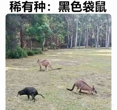 图片展示了一片有树木的草地场景，其中有两只袋鼠和一只黑色的狗。图片上方配有文字'稀有种：黑色袋鼠'，制造了一个视觉笑话，将黑色的狗幽默地称为'稀有黑色袋鼠'。