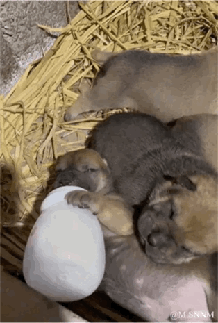 这是一段治愈系动态图（GIF），画面中几只毛茸茸的小奶狗挤在铺着干草的区域熟睡，其中一只浅棕色的小奶狗紧紧抱着一个白色的奶瓶，睡得十分安详，其他小狗依偎在它身旁，整体画面软萌可爱，充满治愈感。