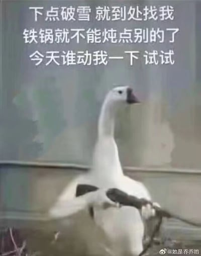 这是一张拟人化的搞笑梗图，画面里的大白鹅被修改成双手交叉抱在胸前的姿态，神态看起来愤怒又充满抗拒。图片上方配文“下点破雪 就到处找我 铁锅就不能炖点别的了 今天谁动我一下 试试”，结合北方下雪天有铁锅炖大鹅的饮食习俗，将大鹅拟人化，表现出它害怕在雪天被抓去做成铁锅炖大鹅的恐惧与抗拒心理，用这种拟人化的反差感制造出强烈的搞笑效果，容易引发网友共鸣，适合在社交平台用来调侃下雪天的相关饮食习俗。