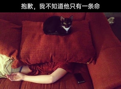 这是一张利用视觉错位制造笑点的静态梗图，画面展示了一个红色沙发的场景：一名路人躺在沙发上，身体被一个大尺寸的红色抱枕压住，仅露出手臂和部分下半身，看起来仿佛被抱枕压制；一只胸口带有白色毛发的黑猫正趴在这个抱枕上，眼神直视镜头。图片顶部配文“抱歉，我不知道他只有一条命”，结合民间“猫有九条命”的说法，营造出黑猫误以为人类也有多条命，所以不小心“压到”人类的搞笑错觉，通过反差感和错位画面，将宠物日常场景转化为趣味梗图。