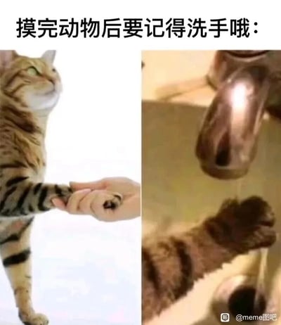 这是一张左右拼接的搞笑meme梗图，顶部配有文字“摸完动物后要记得洗手哦”。左侧画面中，一只狸花猫的爪子被人类的手握住，呈现出类似“握手”的互动场景；右侧画面里，这只狸花猫将爪子伸到水龙头下方，做出模仿人类洗手的动作。图片通过拟人化的反差玩法，把原本给人类的卫生提醒，转化为猫自己执行洗手的趣味场景，让严肃的卫生科普内容变得诙谐幽默，既贴合提示语的字面意思，又通过错位的主体制造出搞笑效果，适合在社交平台用于趣味传递卫生知识或单纯分享搞笑内容。