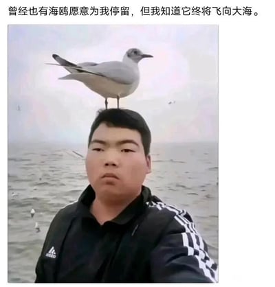 这是一张静态原创自拍图，画面主体是一位穿着黑色带白色条纹阿迪达斯外套的男子，他在海边进行自拍，一只海鸥恰好停留在他的头顶，男子表情平静，背景是泛着波纹的海面，远处还有几只海鸥在海面附近活动。图片上方配有文字“曾经也有海鸥愿意为我停留，但我知道它终将飞向大海”，用感性的文艺语句结合偶然捕捉到的有趣画面，营造出一种略带怅惘与释然的氛围感，整体画面真实自然，没有双关、谐音梗等特殊表意。