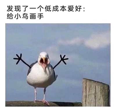 图片上方配有文字'发现了一个低成本爱好：给小鸟画手'，下方是一只海鸥的照片。海鸥站立着，嘴巴大张，翅膀向两侧伸展，翅膀上被P上了两个黑色的、类似人手形状的图案，看起来像是海鸥在用'手'比划，整体画面幽默搞笑。