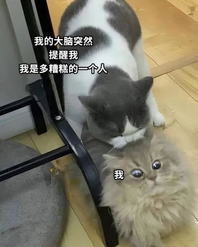 图片中有两只猫咪，一只灰白相间的猫站在另一只浅色长毛猫上方。灰白猫身上配有文字“我的大脑突然提醒我我是多糟糕的一个人”，而下方的浅色猫眼睛瞪得很大，配有文字“我”。整个图片通过猫咪的表情和文字配合，幽默地表现了人们突然陷入自我否定的心理状态。