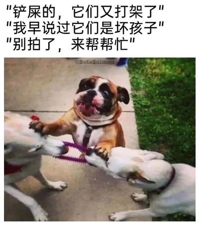 这是一张充满趣味的宠物拟人梗图，画面呈现了户外水泥地面上的场景：两只白色狗狗正死死咬住一个紫色的带刺玩具，互相拉扯较劲，仿佛在“打架”；中间的棕白相间狗狗则伸出两只前爪分别搭在它们的身上，面部表情着急，嘴巴微张，神态看起来像是在急切地叫嚷。图片上方搭配了三段拟人化的中文文案，将这只棕白狗狗塑造成一个操心不已的“家长”角色，对着主人抱怨另外两只狗狗“又打架了”，还吐槽它们是“坏孩子”，最后催促主人“别拍了，来帮帮忙”。通过拟人化的手法，赋予狗狗人类的情绪和行为逻辑，让原本普通的宠物互动场景变得诙谐幽默，精准戳中网友的笑点，常被用来调侃自己面对混乱场面无力解决、急切向他人求助的状态。