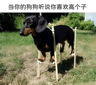 图片中是一只黑色和棕色相间的腊肠犬，它站在简易的木制架子上，看起来像是在努力让自己变高。图片上方配有文字'当你的狗狗听说你喜欢高个子'，通过拟人化的方式创造出幽默效果，暗示狗狗为了迎合主人喜好而做出可爱又滑稽的举动。