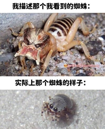 这是一张上下对比的静态梗图，通过强烈的反差制造幽默效果。上方配文“我描述那个我看到的蜘蛛：”，对应的是一只外形凶悍的避日蛛，它趴在砂石地面上，有着宽大的头部、张开的锋利口器，肢体粗壮，整体看起来极具攻击性，放大了人们对蜘蛛类节肢动物的恐惧想象；下方配文“实际上那个蜘蛛的样子：”，对应的是一只圆滚滚的跳蛛，它趴在平整的浅色平面上，有着大大的圆眼睛，外形小巧呆萌，和上方的凶悍形象形成巨大反差。这张图生动地表现出人们在看到蜘蛛时，因为内心的恐惧会将其外形脑补得格外可怕，与现实中可爱的小蜘蛛形成鲜明对比，调侃了人类对蜘蛛的恐惧心理。