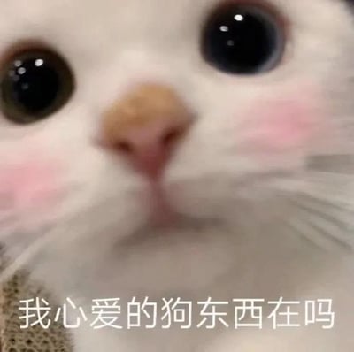 图片为一只白色猫咪的特写镜头，猫咪有着超大且闪亮的黑色眼睛，鼻子呈粉色带浅棕色，脸颊带有明显的粉色腮红，显得格外可爱。猫咪表情看起来充满期待，正凑近镜头张望。图片底部有一行白色文字：“我心爱的狗东西在吗”，其中“狗东西”为亲昵调侃用语，整体营造出俏皮可爱的氛围。