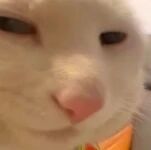 一张近距离拍摄的白猫特写照片，猫咪有着粉嫩的鼻子和平静的眼神，背景中隐约可见橙色物体，整体画面温馨治愈，展现了宠物猫的可爱日常。
