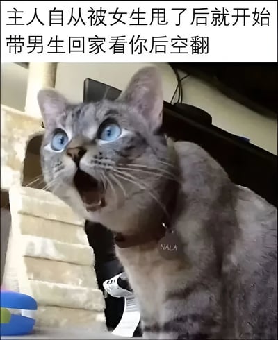 一只名叫NALA的灰色猫咪，有着一双明亮的蓝色眼睛，正抬头张嘴，表情震惊地看着前方。图片上方配有文字："主人自从被女生甩了后就开始带男生回家看你后空翻"，暗示主人在经历情感挫折后改变了约会对象性别，猫咪似乎对这一转变感到惊讶。背景中可以看到猫爬架和一些家具，营造出居家环境。