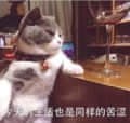 优雅的喵星人日常