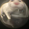 这是一张原始拍摄的宠物照片，一只白色的小猫待在透明的圆形玻璃容器中，从容器的圆形开口处探出头，容器的圆形边框让画面产生视觉错位效果，看起来仿佛小猫是从一个圆洞里钻出来的。小猫眼睛圆睁，露出惊讶又懵懂的表情，整体画面软萌可爱，很适合作为表情素材分享。