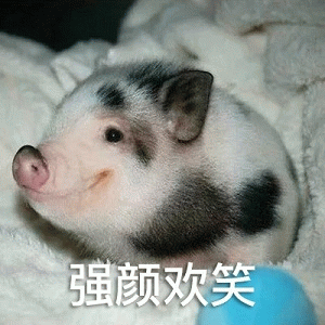 小猪强颜欢笑表情包
