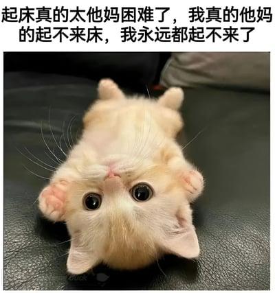 图片上方是黑色加粗文字：'起床真的太他妈困难了，我真的他妈的起不来床，我永远都起不来了'，下方是一只米黄色的小猫四脚朝天躺在黑色皮革表面上，睁着圆溜溜的大眼睛，表情无辜又慵懒，生动演绎了人们面对起床时的挣扎与无奈情绪。
