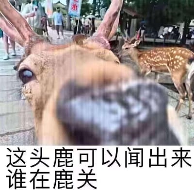 这是一张在鹿互动景点（如日本奈良公园）拍摄的照片，前景的鹿将鼻子凑近镜头，占据了画面的主要部分，眼神看起来专注又带着点诡异，背景中还有一只正常的梅花鹿。图下方配有文字“这头鹿可以闻出来谁在鹿关”，玩了谐音梗：“鹿关”是“录屏”的谐音，用鹿贴近镜头的样子，趣味化表达“能发现谁在录屏”的意思，制造出搞笑的效果。
谐音梗说明：“鹿关”谐音“录屏”，是用动物的行为来调侃他人拍摄、录屏的场景。