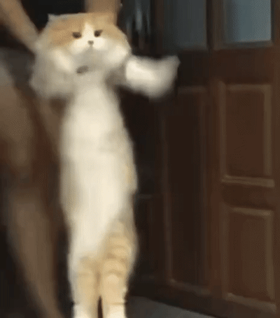 这是一段动态图（GIF），画面里一只橘白相间的猫咪被人用手提着后颈部位，猫咪身体呈直立状态，两只前爪抬起，看起来仿佛做出了类似人类举手的动作，猫咪表情平静略带茫然，背景是室内的木门与墙面，整体画面充满趣味性，尽显宠物的可爱萌态，很容易让人觉得搞笑治愈。