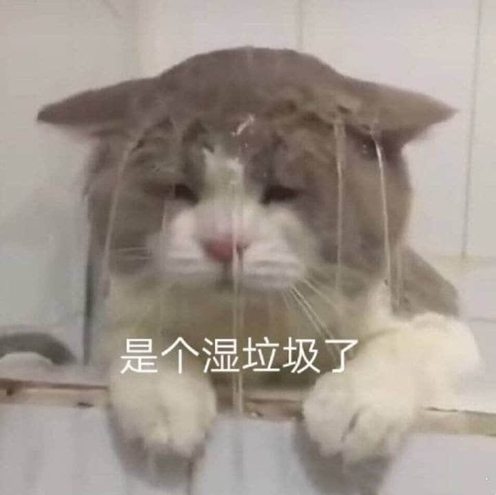 湿透的猫咪自嘲是湿垃圾
