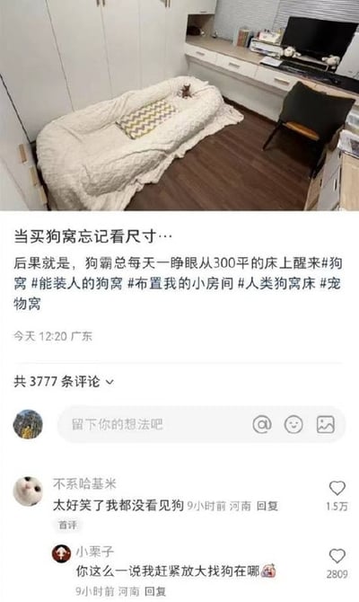 图片上半部分是一间房间的实拍图，地板上放着一个尺寸远超常规的狗窝，蓬松的白色窝体几乎占据了房间一角，旁边有书桌、电脑和椅子，整体环境整洁。下半部分为社交媒体帖子内容，用户配文“当买狗窝忘记看尺寸…后果就是，狗霸总每天一睁眼从300平的床上醒来”，并附带#能装人的狗窝 #人类狗窝床 等幽默标签。评论区网友调侃“太好笑了我都没看见狗”“你这么一说我赶紧放大找狗在哪”，突出了狗窝过大导致“狗消失”的搞笑效果。