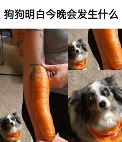 这是一张由三张图片拼接而成的搞笑梗图。左侧图片显示一个人手中拿着一根异常巨大的胡萝卜，右侧上下两张图片分别展示了一只戴着橙色围巾的小狗，它用担忧、惊恐的眼神注视着胡萝卜，表情生动传神。图片上方配有文字“狗狗明白今晚会发生什么”，暗示小狗似乎预感到这根大胡萝卜可能会给它带来某种“特殊待遇”或经历，通过拟人化的手法和狗狗的夸张表情制造幽默效果。