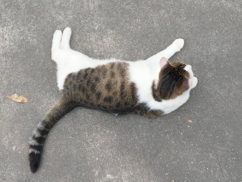 狸花加白猫咪