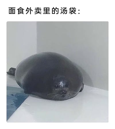 图片上方配有文字'面食外卖里的汤袋：'，下方是一张海豹的照片。照片中的海豹身体圆滚滚、胖乎乎的，蜷缩着躺在角落里，整体形态酷似外卖中被汤汁撑得鼓鼓囊囊的汤袋，通过幽默的类比展现了日常生活中外卖汤袋的真实状态，让人会心一笑。