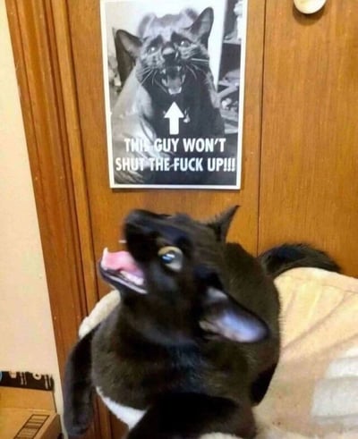 一只黑猫仰头张嘴大叫，表情夸张，似乎在愤怒地嘶吼。它身后的木门上贴着一张黑白海报，海报上是另一只表情凶狠的黑猫，下方配有文字"THIS GUY WON'T SHUT THE FUCK UP!!!"和一个向上的箭头，指向海报中的猫。现实中的黑猫与海报形成有趣呼应，仿佛在互相指责对方吵闹，充满幽默效果。