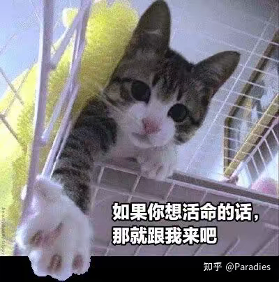 这是一张P图改编的搞笑梗图，画面中一只神态委屈可怜的狸花猫趴在置物篮样式的架子里，一只爪子向前伸出，图下方配有文字“如果你想活命的话，那就跟我来吧”。猫咪的柔弱神态与硬核中二的邀约文字形成强烈反差，营造出滑稽搞笑的效果，没有双关、谐音梗等内容，主要依靠反差感制造趣味，适合用来以幽默的语气进行邀约或互动。
