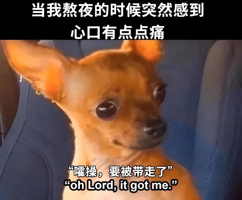 吉娃娃