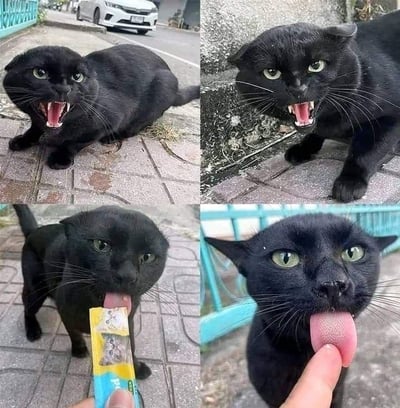 这是一组四格拼接的连环静态图，展示了一只黑猫的情绪与态度的巨大转变。左上角和右上角的画面中，黑猫张着嘴露出牙齿，表情凶狠愤怒，摆出充满戒备的姿态；左下角的画面里，黑猫正在进食递过来的猫条，态度明显软化；右下角的画面中，黑猫温顺地舔着人的手指，表情变得柔和放松。前后强烈的反差形成了十足的搞笑效果，生动体现了食物对猫咪的强大影响力，展现出宠物的可爱反差萌。