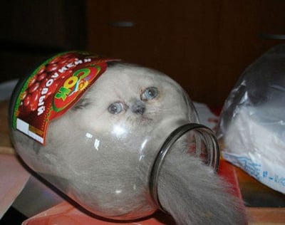一只蓝眼睛的浅色猫咪，头部从一个透明玻璃罐的瓶口伸出，身体似乎完全在罐内，只有尾巴从罐底伸出。罐子上有一个红色的标签，上面有黄色和绿色的文字和图案。这张图片通过视觉错位或照片编辑技术，营造出猫咪被装进玻璃罐的有趣效果。