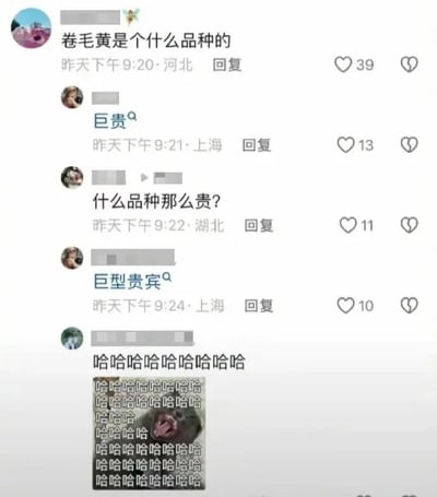 这是一张社交媒体评论区的静态截图，内容是围绕狗狗品种展开的趣味互动对话。第一位来自河北的用户提问“卷毛黄是个什么品种的”，来自上海的用户回复“巨贵”，这里的“巨贵”是“巨型贵宾犬”的常用简称；但提问的用户误解了这个回复，接着来自湖北的用户追问“什么品种那么贵？”，随后上海用户再次解释是“巨型贵宾”，最后一位用户发送了一张布满“哈哈哈哈”文字和狗狗吐舌表情的图片，以此调侃这次因谐音产生的有趣误会——“巨贵”一词同时包含了品种简称和价格昂贵的双重含义，形成了搞笑的谐音梗效果，整个互动充满了生活化的趣味。