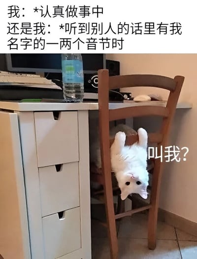 图片上方配有文字对比两种情景：“我：*认真做事中”和“还是我：*听到别人的话里有我名字的一两音节时”。下方是一只白色猫咪倒挂在木质椅子上，头部朝下，眼睛睁大看向镜头，旁边配有文字“叫我？”。整体通过猫咪的可爱反应，幽默地表现了人们在专注做事时，一旦听到疑似自己名字就立刻警觉的状态。