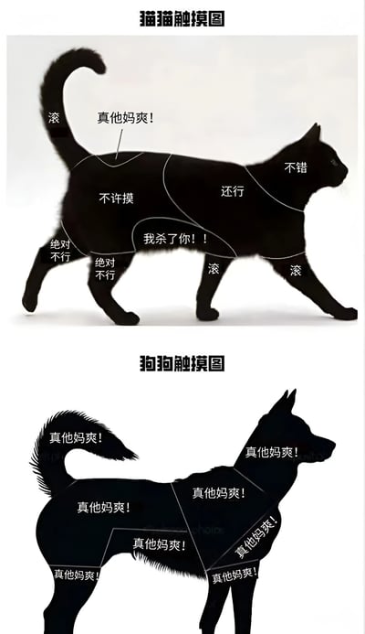 图片展示了猫咪和狗狗不同身体部位被触摸时的反应对比。猫咪身体各部位标注了不同的反应，包括'滚'、'真他妈爽!'、'不许摸'等；而狗狗全身所有部位均标注'真他妈爽!'，幽默地表现了猫狗对触摸的不同态度。