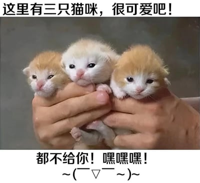 图片中一只手捧着三只刚出生不久的小奶猫，其中两只为橘白色，一只为纯白色，小猫们眼睛圆溜溜，毛发柔软，表情呆萌无辜。图片上方配有文字“这里有三只猫咪，很可爱吧！”，下方则是“都不给你！嘿嘿嘿！~(￣▽￣~)~”，通过反差萌的文字和可爱的猫咪形象，营造出俏皮又逗趣的氛围。