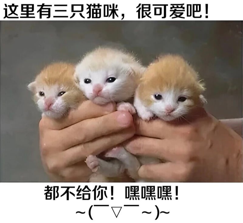 白色小奶猫
