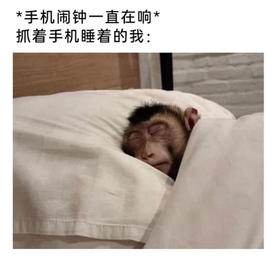 这是一张引发共鸣的搞笑日常梗图，上方配文构建了“手机闹钟持续响起，但本人抓着手机完全昏睡过去”的场景，下方的画面是一只猴子躺在床上，枕着白色枕头、盖着白色被子，双眼紧闭，睡得十分深沉，毫无外界感知的样子。这张图用拟人化的猴子形象，精准还原了很多人尤其是打工人、学生群体，在早上被闹钟吵醒时困到完全没察觉、继续深度睡眠的状态，用幽默的方式调侃了睡不醒、起床困难的日常窘境。