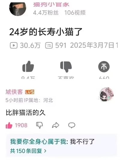 该图片为社交媒体视频截图，展示了用户“细狗小管家”发布的一条标题为“24岁的长寿小猫了”的视频内容。视频拥有30.6万播放量、591条评论，发布于2025年3月7日。截图中显示了视频的互动数据（点赞、点踩、收藏按钮）以及一条热门评论，评论用户“虓侠客”（LV5，IP属地河北）于5小时前留言“比胖猫活的久”，获得1908个点赞。整体界面呈现典型的短视频平台内容布局，包含用户信息、视频数据及评论区互动。
