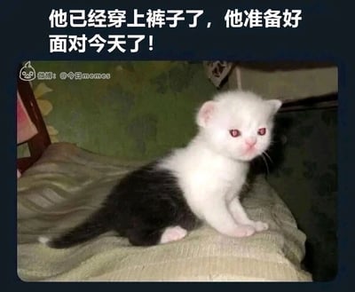 这是一张趣味网络梗图，图中是一只黑白花色的小猫，它的黑色下半身毛发恰好和白色上半身形成鲜明分界，视觉上酷似穿着一条黑色裤子。图片上方配有拟人化文案“他已经穿上裤子了，他准备好面对今天了！”，将小猫的天然毛色巧合拟人化，模拟出人类做好出门、开启当日事务的准备状态，用可爱的动物形象来传递一种略带无奈但又要打起精神面对忙碌一天的情绪，能够引发需要开启工作或日常事务的人们的情绪共鸣，风格轻松诙谐。
