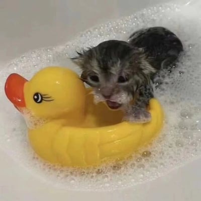 一只湿漉漉的小猫咪正在浴缸里泡澡，它站在一只黄色的橡胶鸭子上，周围都是白色的泡泡。小猫张着嘴巴，表情看起来有些惊讶或害怕，眼睛睁得大大的看着前方。小黄鸭有一个橙色的嘴巴和黑色的眼睛，看起来很可爱。整个画面非常萌，展现了小猫咪洗澡时的有趣场景。