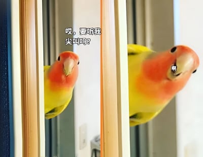 图片为左右对比的静态图，左侧画面中一只黄橙相间的鹦鹉从门缝中探头，上方配有文字“哎，要听我尖叫吗？”；右侧画面中同一只鹦鹉张大嘴巴，嘴边配有文字“啊”，生动呈现了鹦鹉“询问-尖叫”的趣味互动场景，整体风格轻松搞笑。