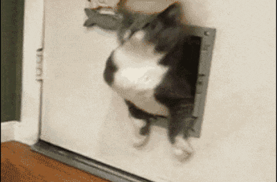 这是一段趣味动态GIF，画面中一只黑白相间的胖猫咪试图从门上的宠物专用小门洞钻出，无奈因体型肥胖被牢牢卡在洞口，猫咪四肢不停扑腾、身体扭动挣扎，整个过程憨态可掬，充满搞笑感，让人忍俊不禁。